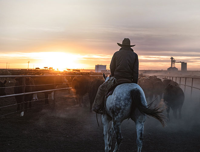 A man on horseback in a cattle pen.