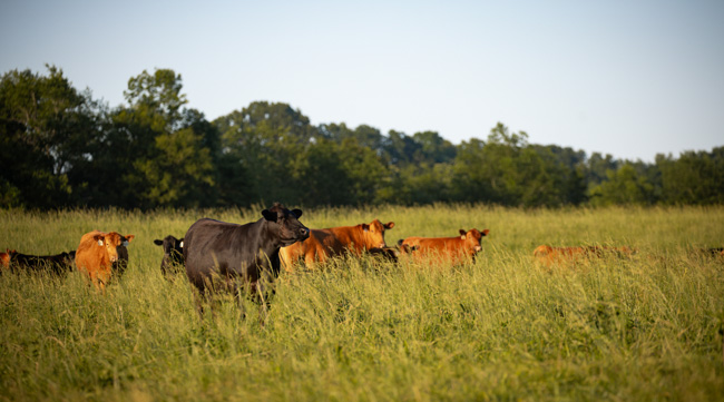 black and tan cows in a pasture