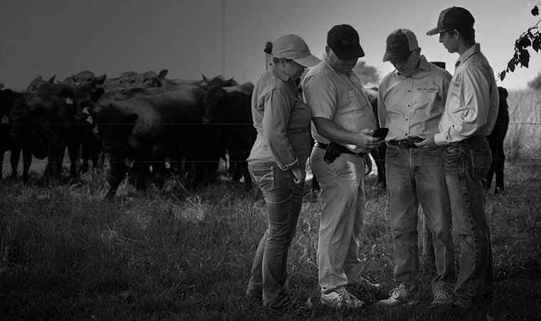 Ranchers reviewing cattle genetics data on a mobile device beside a herd of beef cattle in a pasture.