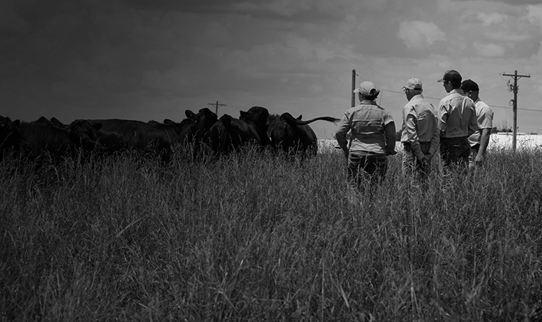 Cattle producers standing in tall pasture grass observing a herd of beef cattle in a field.